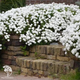 Иберис зонтичный Кенди Кейн Вайт