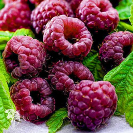 Малина фиолетовая Глен Кое