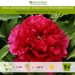 Пион древовидный Ароматное воспоминание