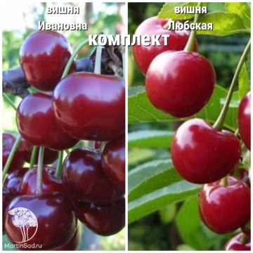 Фото Сверхвыгодный комплект! Вишня (дюк) Ивановна + опылитель Вишня Любская