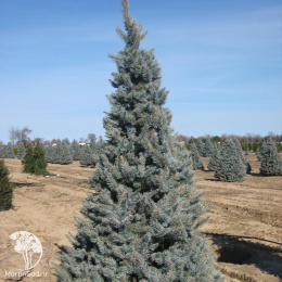 Ель колючая Изели Фокстейл