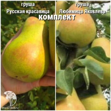 Фото Груша Русская красавица + опылитель Груша Любимица Яковлева