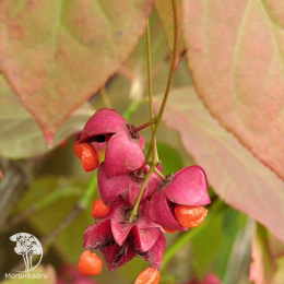 Бересклет плоскочерешковый на штамбе