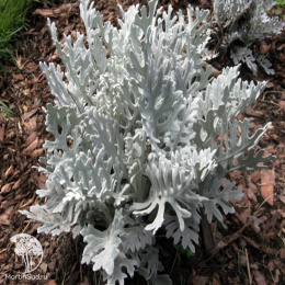 Цинерария приморская Серебряная пыль