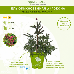 Ель обыкновенная Акрокона