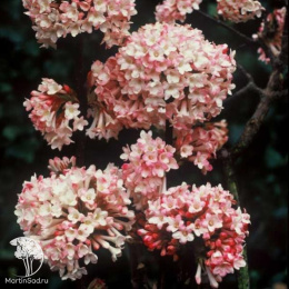 Калина фаррера Нанум на штамбе