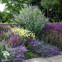 Пупавка гибридная Е.С.Бакстон