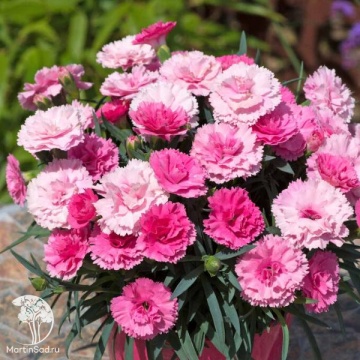 Фото Dianthus I Love U Гвоздика Ай Лов Ю