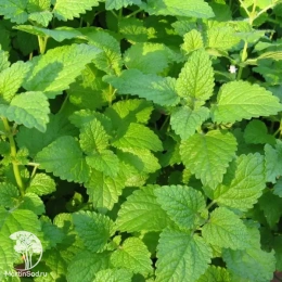 Мелисса лекарственная Фит