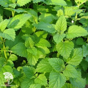 Фото Мелисса лекарственная Фит