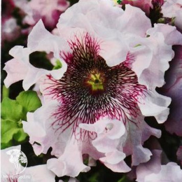 Петуния Альба бахромчатая