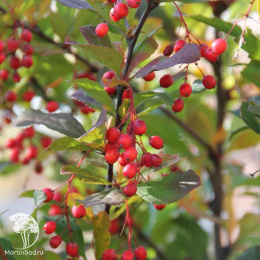 Барбарис корейский