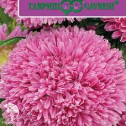 Астра Баллон розовый, однолетняя (густомахровая)серия Эксклюзив 