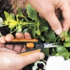 Ножницы для маленьких растений SP13 фото 3 