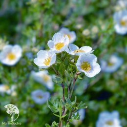 Лапчатка кустарниковая Манчу