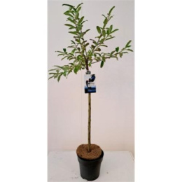 Ива тонкостолбиковая Куроме на штамбе