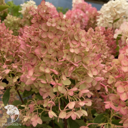 Гортензия метельчатая Ливинг Литтл Рози