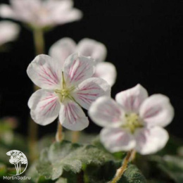 Аистник Бишопс Вайт