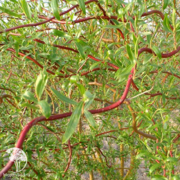 Ива желтокорая Карадок