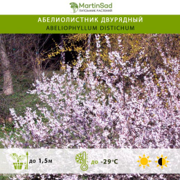 Абелиолистник двурядный (белая форзиция)