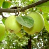 Яблоня карликовая Юнга фото 3 