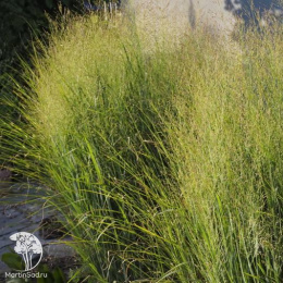 Просо прутьевидное Никан