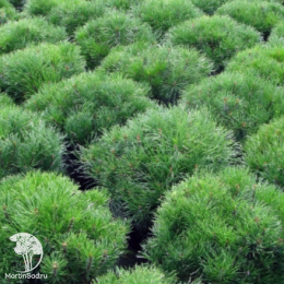 Cосна горная Хессе