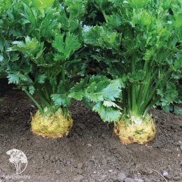 Сельдерей корневой Яблочный