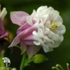 Aquilegia vulgaris Winky Rose Rose Аквилегия Винки Роуз Роуз фото 2 