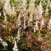 Astilbe arendsii Bronzelaub Астильба японская Бронзелауб (C-3, Собств. пр-во, B/18/1, П/Г/30/3) фото 2 
