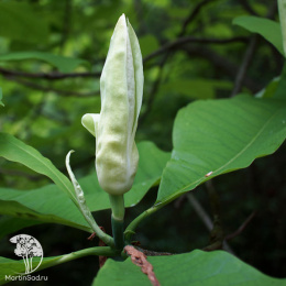 Магнолия трёхлепестная