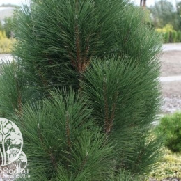 Сосна черная Пирамидалис в контейнере