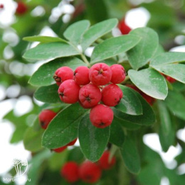 Sorbocotoneaster pozdnjakovii Рябинокизильник Позднякова на штамбе