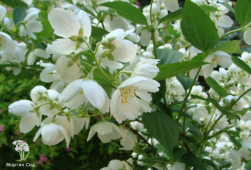Фото Жасмин садовый (Чубушник) Воздушный десант (Земляничный)