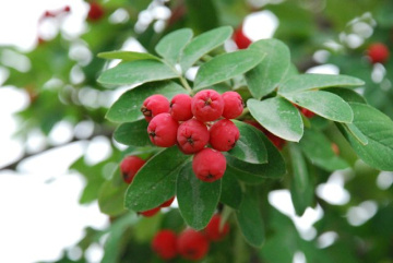 Фото Sorbocotoneaster pozdnjakovii Рябинокизильник Позднякова на штамбе