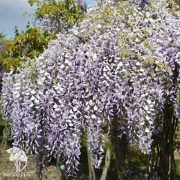 Глициния китайская Гранд Дива Мария