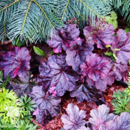 Сверхвыгодный микс! Гейхера Роуз Селект + Гейхера Плам Рояль + Гейхера Глиттер