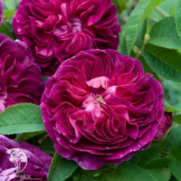 Роза Чарльз Де Миллз