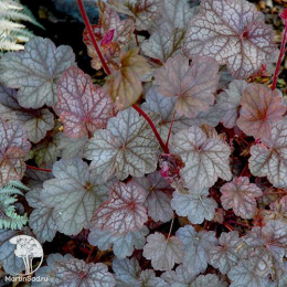 Сверхвыгодный микс! Гейхера Плам Каскад + Гейхера Фростед Вайолет + Гейхера Регина