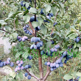 Слива гибрид Этюд + Заречная Ранняя