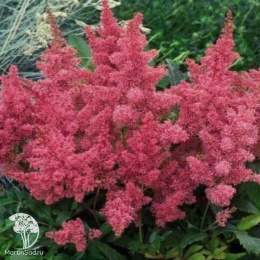 Astilbe arendsii Astary Rose Астильба Арендса Астари Роуз