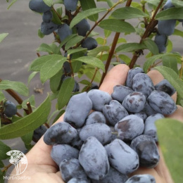 Жимолость  Бореал Бьюти