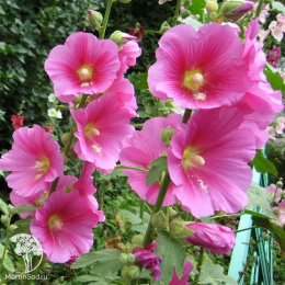 Мальва розовая