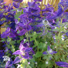 Сальвия Фигаро (хорминовая, темно-синяя) Евро