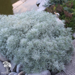 Полынь Шмидта Нана