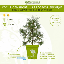 Сосна обыкновенная Глобоза Виридиз