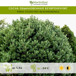 Сосна обыкновенная Беувронензис