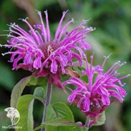 Набор для ароматной грядки монарда Распберри Вайн + Вайолет Квин + Би-Фри