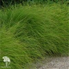 Carex leiorhyncha Осока гладконосая фото 1 