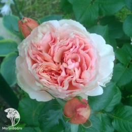 Роза чайно-гибридная Филинг